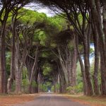 Il paradiso nascosto non è nelle Alpi né in Sardegna: si trova in Toscana e i daini ti stupiranno